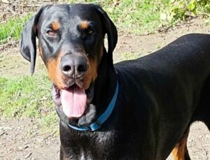 PRINCE EL CASA PANDORA