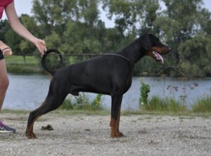 DESTINY'S PHOENIX PIXEL ORION